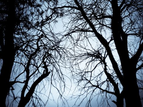 Black trees in a dark forest. gives a spooky feeling.
