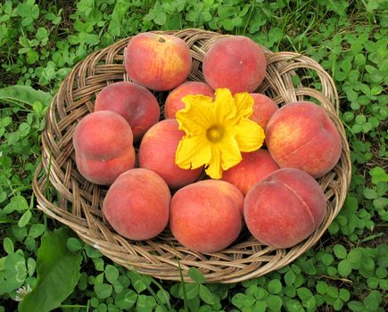 Basket of peaches with pumpkin flower