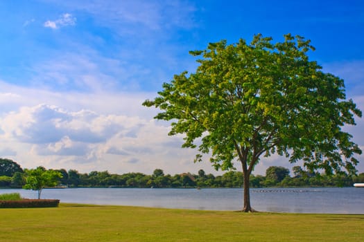 Lonely tree near lake