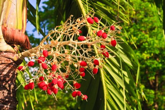 Red betel nut