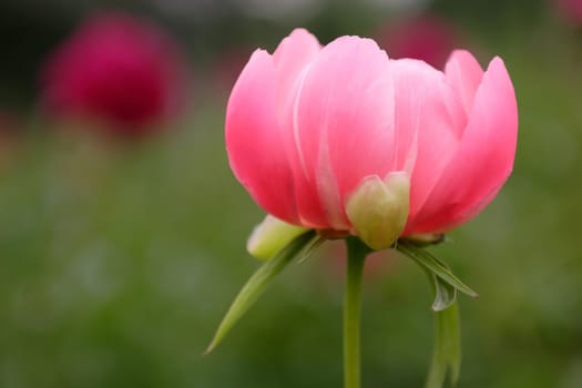 Rose Flower of the Peony, Look like Cup