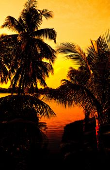 Estuary & coconut tree in silhouette