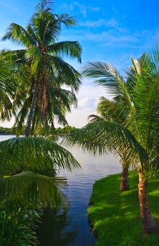 Estuary & coconut tree