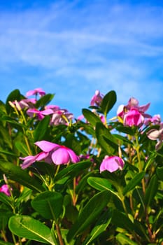 Flower & sky