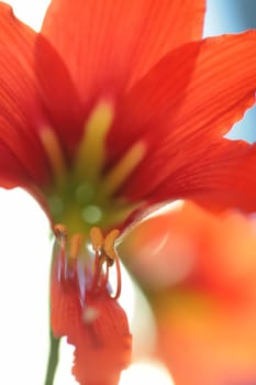 pollen on stamen of the red lily, macro, close-up, blurred, small depth to sharpness