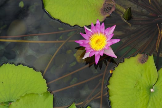 lotus
