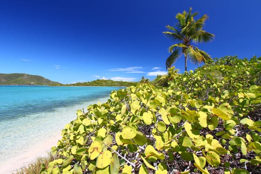 Vegetation grows along the beach of Beef Island in the British Virgin Islands.