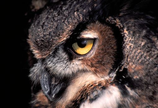 Piercing gaze of the Great Horned Owl (Bubo virginianus).