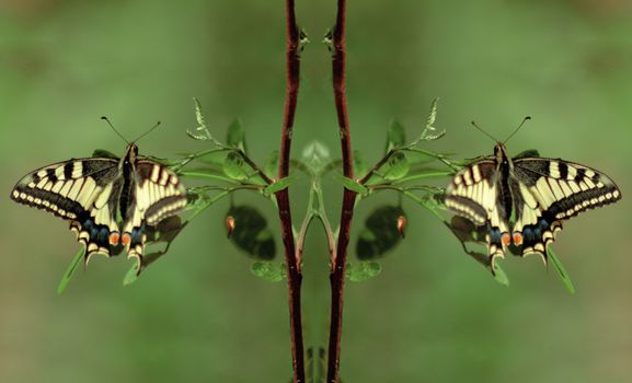 butterfly eastern tiger swallowtail