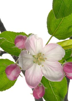 white a flower on apple-trees                          