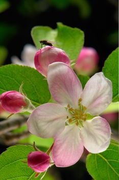 white a flower on apple-trees                          