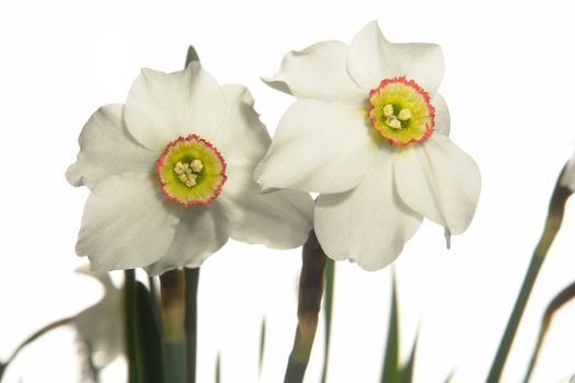 White narcissus on a white background                   