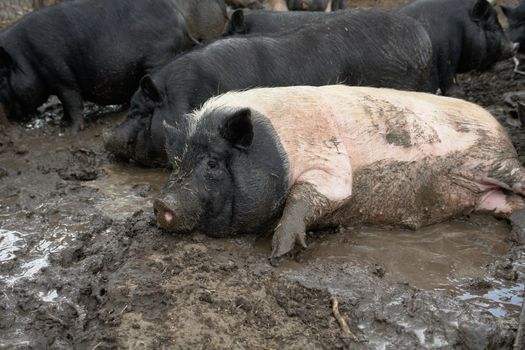 Pig on a farm in the summer 