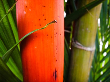 Red and green bamboo like plant with green leaves