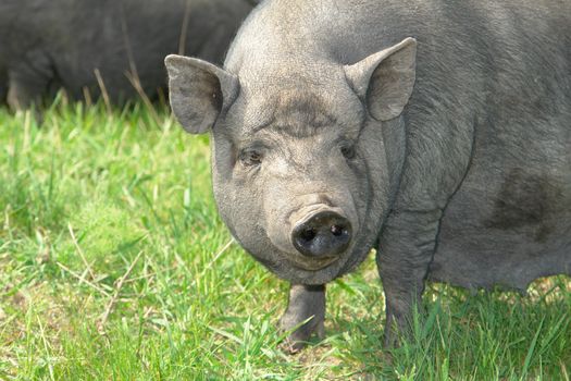 big old pig on a pasture