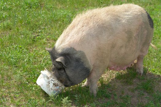 big old pig on a pasture