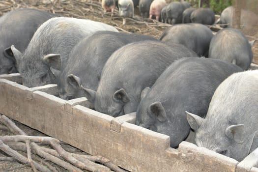 Pig on a farm in the summer 