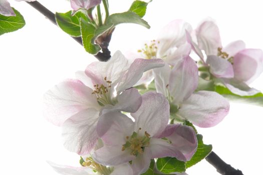 white a flower on apple-trees                          