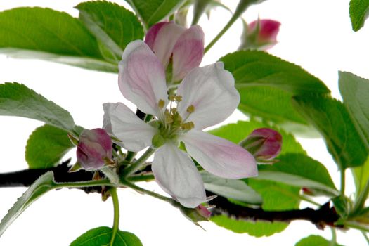 white a flower on apple-trees                          