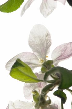 white a flower on apple-trees                          