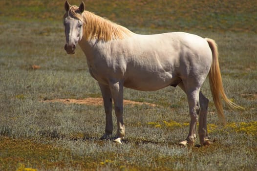 White Stallion Horse in a Field