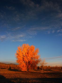 Colorful Autumn Trees at Sunrise against a blue sky