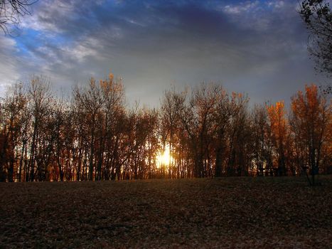 Autumn Sunrise and Trees in a forest