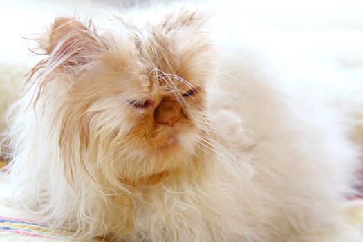 Very wet cat in bed