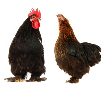 cock and  black hen on a white background