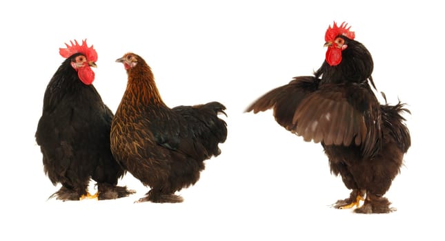cock and  hen on a white background                               