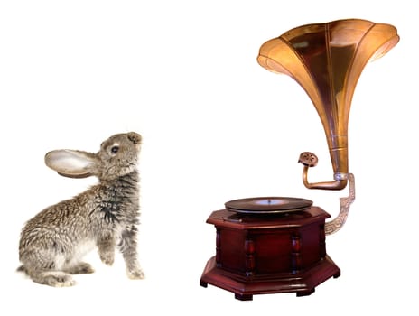  rabbit an old gramophone ornate with...