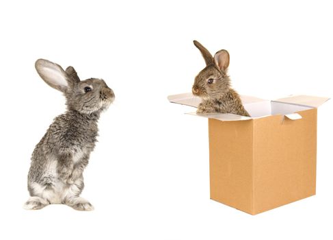 grey rabbit �n a white background