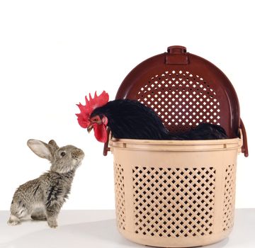 grey  rabbit and  black cock  on a white background