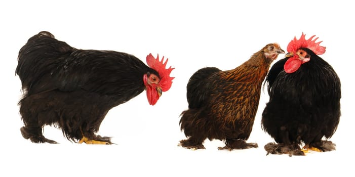 cock and  hen on a white background                               