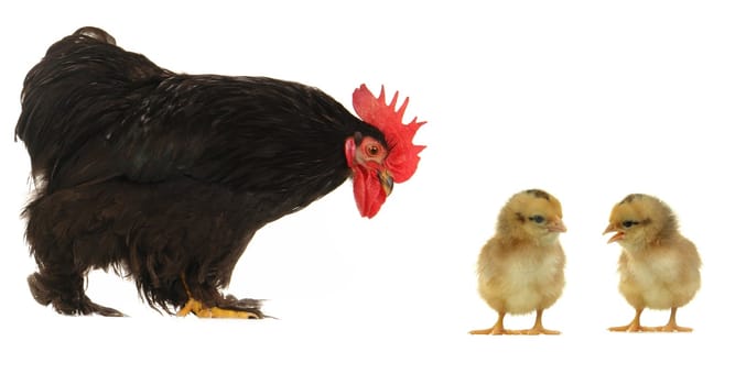 cock on a white background                               