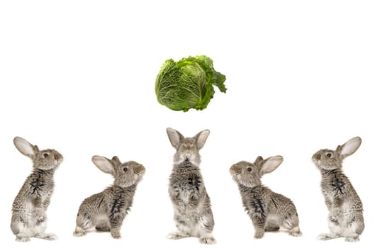 Five grey  rabbit on  a white background