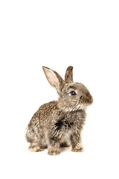 grey rabbit �n a white background