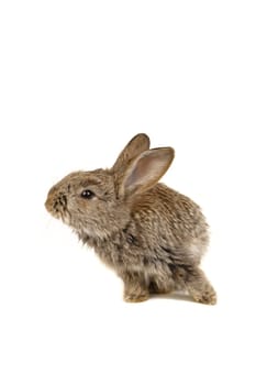 grey rabbit �n a white background