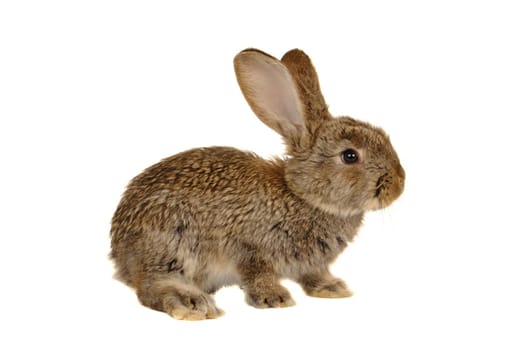 grey rabbit �n a white background