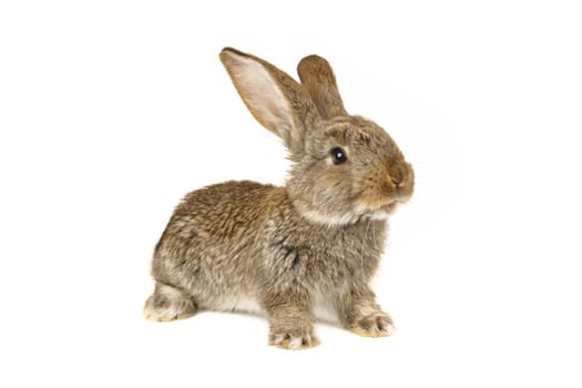 grey rabbit �n a white background