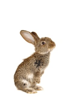 grey rabbit on a white background