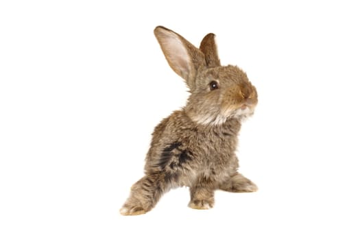 grey rabbit on a white background