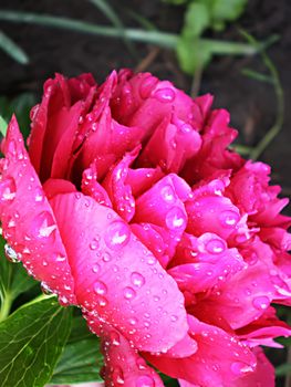 red peony with rain drops