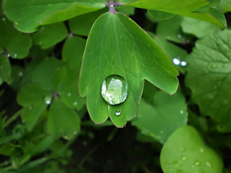 dew drop on green leaf