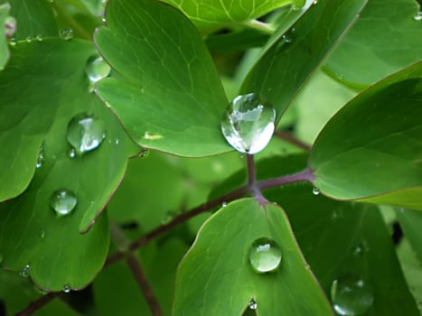 dew drop on green leaf