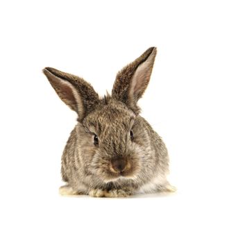 grey rabbit on a white background