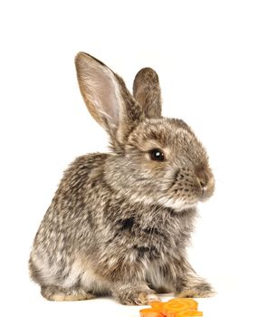 grey rabbit on a white background