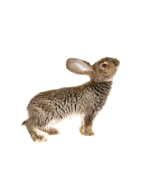 grey rabbit on a white background