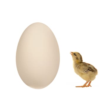 Egg  goose on a white background