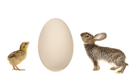 Egg  goose on a white background